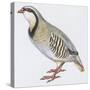 Zoology: Birds, Rock Partridge, (Alectoris Graeca)-null-Stretched Canvas