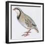 Zoology: Birds, Rock Partridge, (Alectoris Graeca)-null-Framed Giclee Print