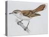 Zoology: Birds, Rufous Bush Robin (Cercotrichas Galactotes)-null-Stretched Canvas