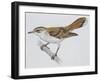 Zoology: Birds, Rufous Bush Robin (Cercotrichas Galactotes)-null-Framed Giclee Print