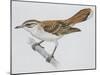 Zoology: Birds, Rufous Bush Robin (Cercotrichas Galactotes)-null-Mounted Giclee Print