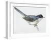 Zoology: Birds, Sardinian Warbler-null-Framed Giclee Print