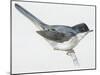Zoology: Birds, Sardinian Warbler-null-Mounted Giclee Print