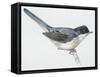 Zoology: Birds, Sardinian Warbler-null-Framed Stretched Canvas