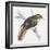 Zoology: Birds, Savi's Warbler, (Locustella Luscinioides)-null-Framed Giclee Print