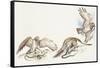 Zoology: Birds, Short-Toed Eagle (Circaetus Gallicus) Hunting-null-Framed Stretched Canvas