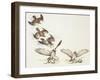 Zoology: Birds, Short-Toed Eagle (Circaetus Gallicus) Hunting-null-Framed Giclee Print