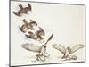Zoology: Birds, Short-Toed Eagle (Circaetus Gallicus) Hunting-null-Mounted Giclee Print