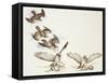 Zoology: Birds, Short-Toed Eagle (Circaetus Gallicus) Hunting-null-Framed Stretched Canvas