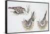 Zoology: Birds, Skylark (Alauda Arvensis) Building Nest-null-Framed Stretched Canvas