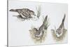 Zoology: Birds, Skylark (Alauda Arvensis) Building Nest-null-Stretched Canvas