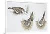 Zoology: Birds, Skylark (Alauda Arvensis) Building Nest-null-Framed Giclee Print