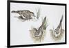 Zoology: Birds, Skylark (Alauda Arvensis) Building Nest-null-Framed Giclee Print