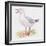 Zoology: Birds, Slender-Billed Gull, (Larus Genei)-null-Framed Giclee Print