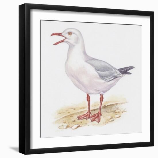 Zoology: Birds, Slender-Billed Gull, (Larus Genei)-null-Framed Giclee Print