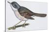 Zoology: Birds, Spectacled Warbler, (Sylvia Conspicillata)-null-Stretched Canvas