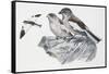 Zoology: Birds, White-Winged Snowfinch, (Montifringilla Nivalis)-null-Framed Stretched Canvas