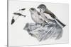 Zoology: Birds, White-Winged Snowfinch, (Montifringilla Nivalis)-null-Stretched Canvas