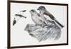 Zoology: Birds, White-Winged Snowfinch, (Montifringilla Nivalis)-null-Framed Giclee Print