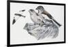 Zoology: Birds, White-Winged Snowfinch, (Montifringilla Nivalis)-null-Framed Giclee Print