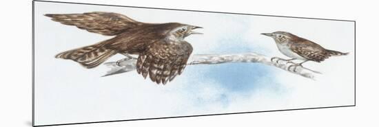Zoology: Birds, Winter Wren (Troglodytes Troglodytes)-null-Mounted Giclee Print