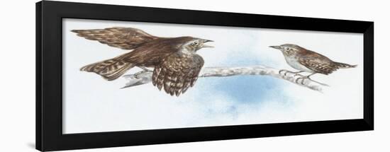 Zoology: Birds, Winter Wren (Troglodytes Troglodytes)-null-Framed Giclee Print