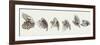 Zoology: Birds-null-Framed Giclee Print