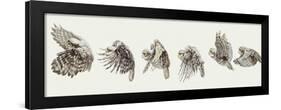 Zoology: Birds-null-Framed Giclee Print