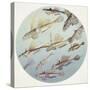 Zoology: Fishes: Callionymus (Genera) Fishes, Different Species-null-Stretched Canvas