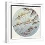 Zoology: Fishes: Callionymus (Genera) Fishes, Different Species-null-Framed Giclee Print