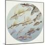 Zoology: Fishes: Callionymus (Genera) Fishes, Different Species-null-Mounted Giclee Print