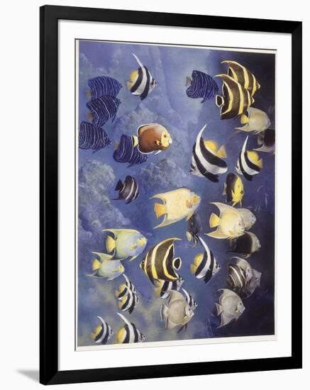 Zoology: Fishes: Different Examples-null-Framed Giclee Print