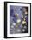 Zoology: Fishes: Different Examples-null-Framed Giclee Print