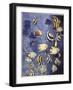 Zoology: Fishes: Different Examples-null-Framed Giclee Print