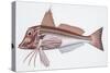 Zoology: Fishes: East Atlantic Red Gurnard (Aspitriglia Cuculus)-null-Stretched Canvas