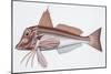 Zoology: Fishes: East Atlantic Red Gurnard (Aspitriglia Cuculus)-null-Mounted Giclee Print