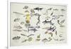 Zoology: Fishes: Examples of 27 Orders of Classification-null-Framed Giclee Print