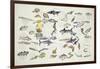 Zoology: Fishes: Examples of 27 Orders of Classification-null-Framed Giclee Print