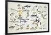 Zoology: Fishes: Examples of 27 Orders of Classification-null-Framed Giclee Print