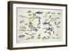 Zoology: Fishes: Examples of 27 Orders of Classification-null-Framed Giclee Print