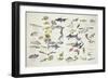 Zoology: Fishes: Examples of 27 Orders of Classification-null-Framed Giclee Print