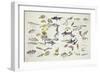 Zoology: Fishes: Examples of 27 Orders of Classification-null-Framed Giclee Print