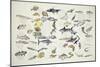 Zoology: Fishes: Examples of 27 Orders of Classification-null-Mounted Giclee Print