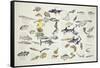 Zoology: Fishes: Examples of 27 Orders of Classification-null-Framed Stretched Canvas