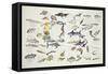 Zoology: Fishes: Examples of 27 Orders of Classification-null-Framed Stretched Canvas