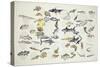 Zoology: Fishes: Examples of 27 Orders of Classification-null-Stretched Canvas