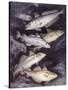 Zoology: Fishes: Gadidae Family, Different Species-null-Stretched Canvas