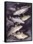 Zoology: Fishes: Gadidae Family, Different Species-null-Framed Stretched Canvas