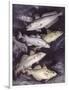 Zoology: Fishes: Gadidae Family, Different Species-null-Framed Giclee Print