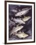 Zoology: Fishes: Gadidae Family, Different Species-null-Framed Giclee Print